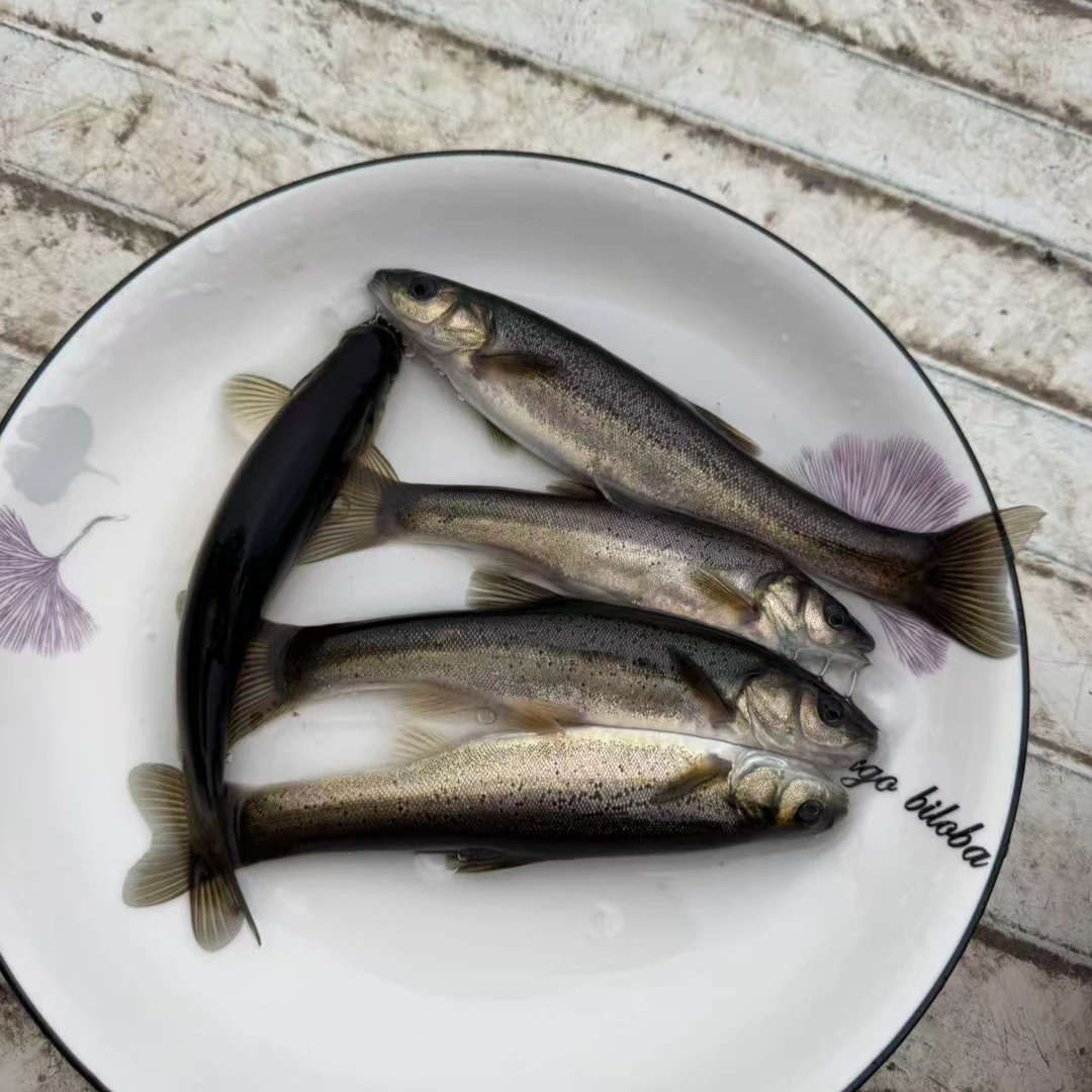 柳根活体发货观赏鱼