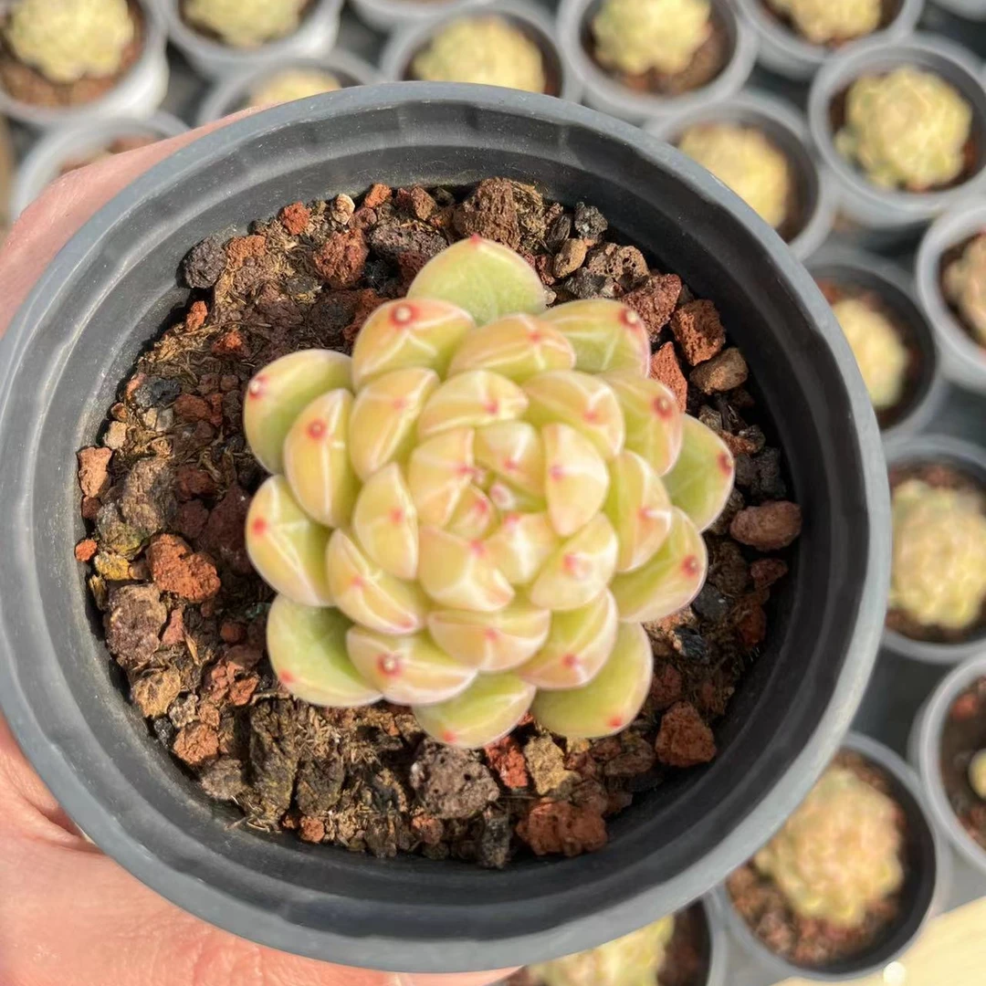 雪花珍妮 精品多肉 精控 精养