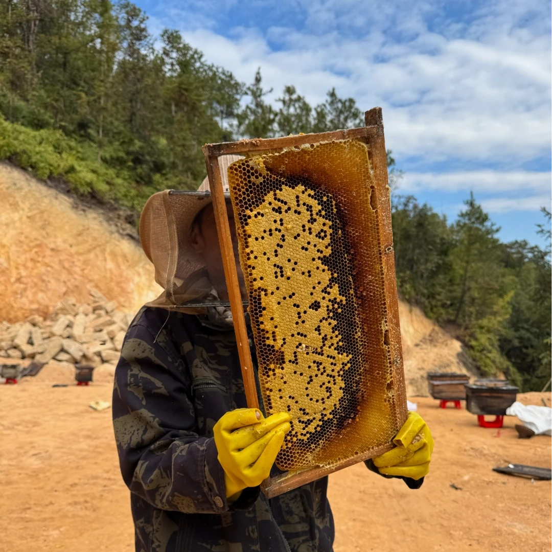 芳一今鸭脚木蜜纯正好品质43波美结晶