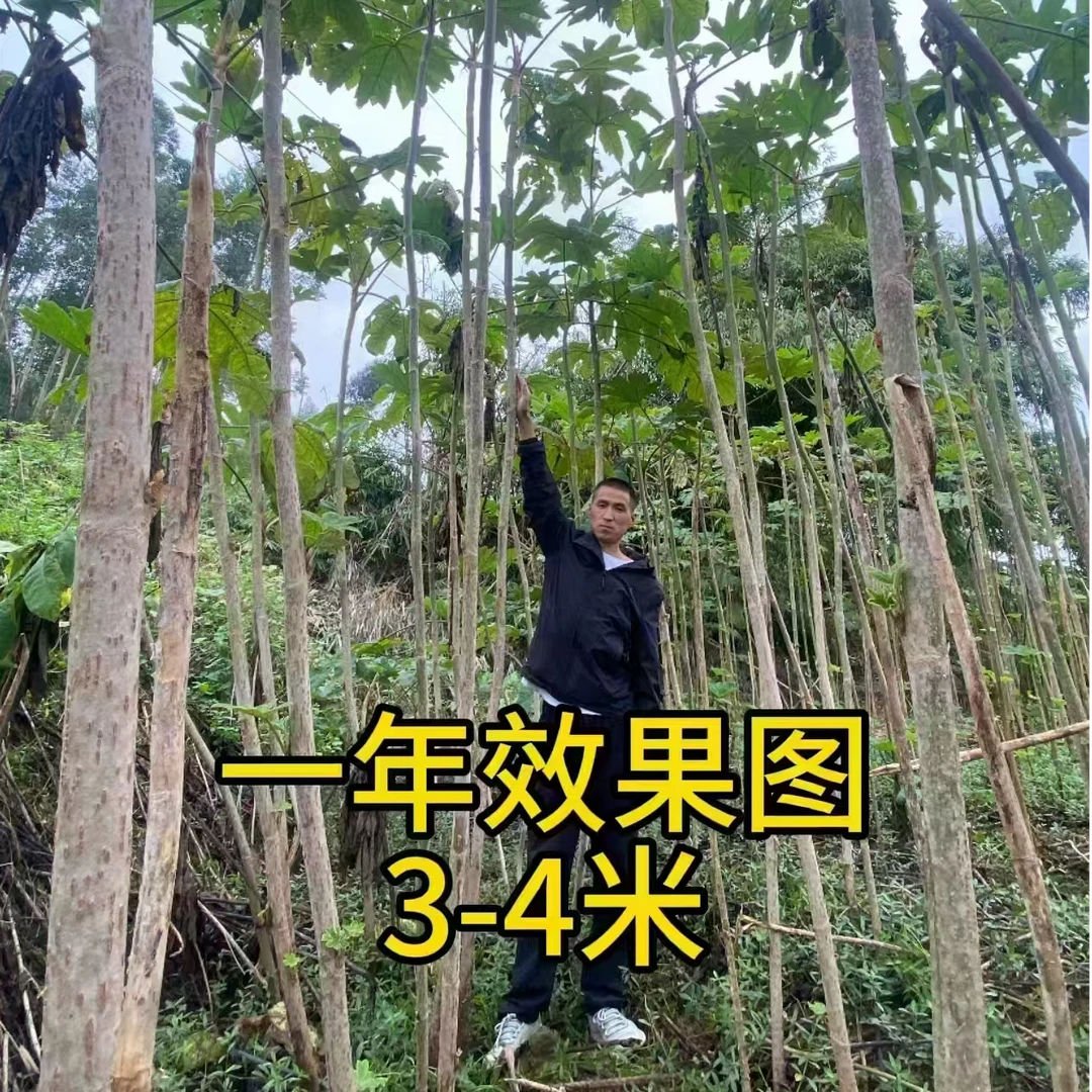 正宗大通草种子通脱木通花杆种子【送育苗技术资料+专用处理剂】