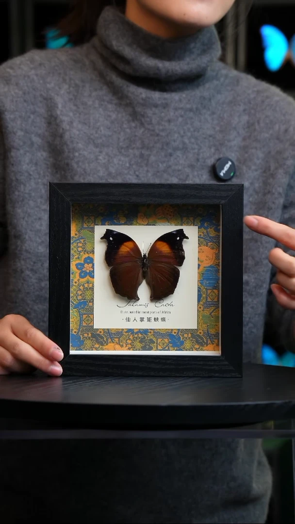 仙人掌蛱蝶6寸方框