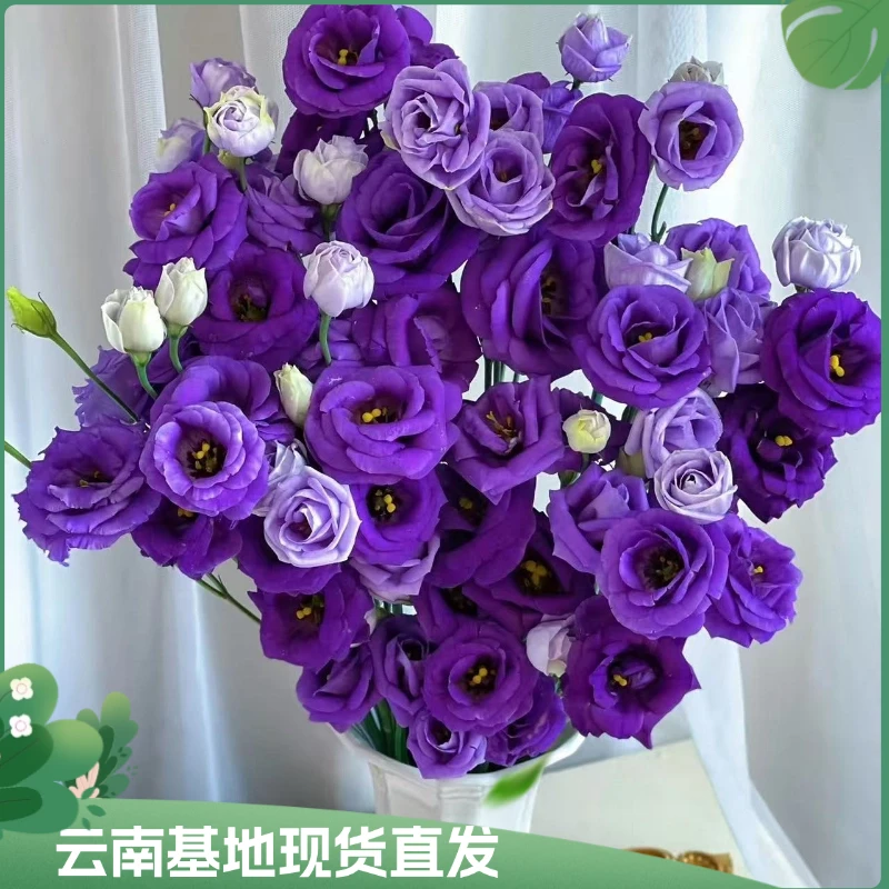 【紫露洋桔梗】盆栽洋桔梗花边桔梗室内阳台多年生宿根花卉基地直发