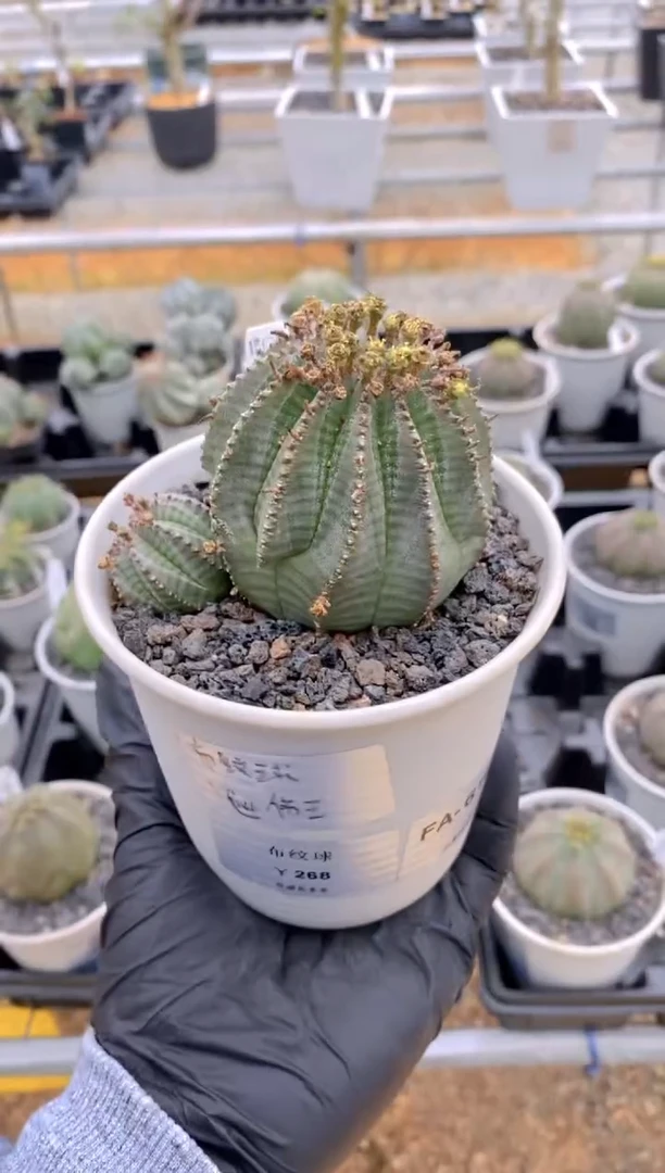 【闪购商品】布纹球FA-6165