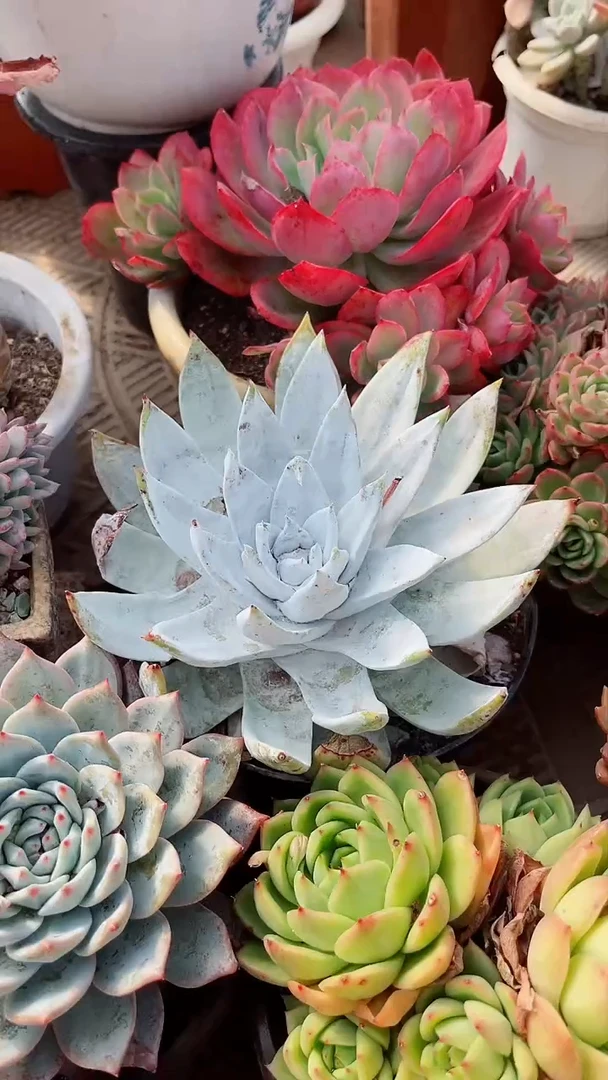 【闪购商品】18306