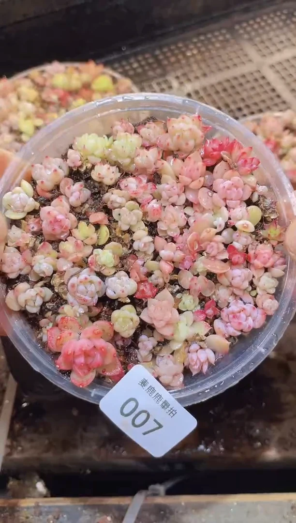 【闪购商品】007组合珍妮量拍1盒