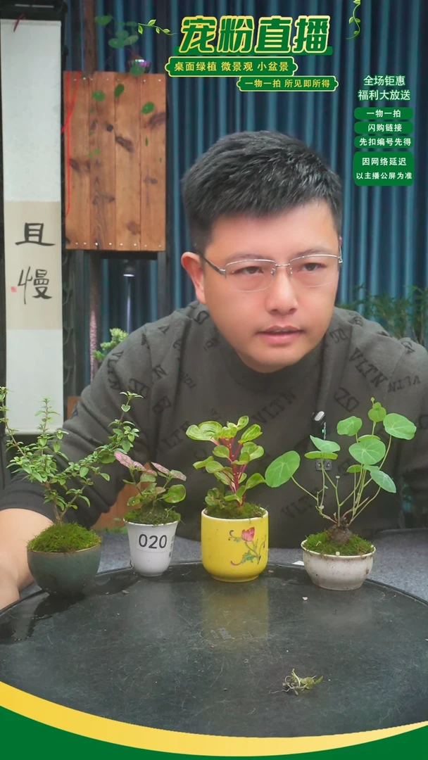 无花朵。*…苔藓微景观020号