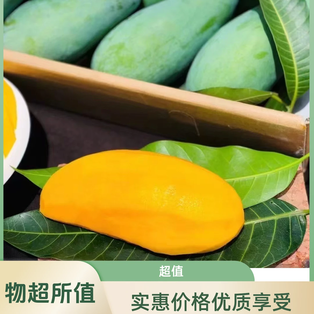 [金煌芒]攀枝花金煌中果新鲜水果当季现摘热带特产整箱包邮