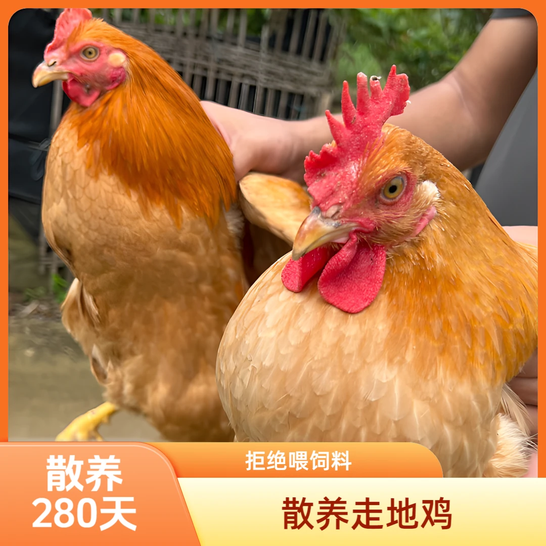 阳春圭岗散养走地鸡谷米喂养散养