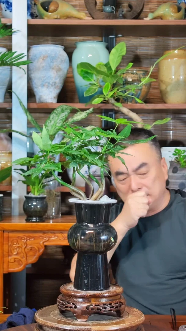 无花朵美***z水之韵水培发财树