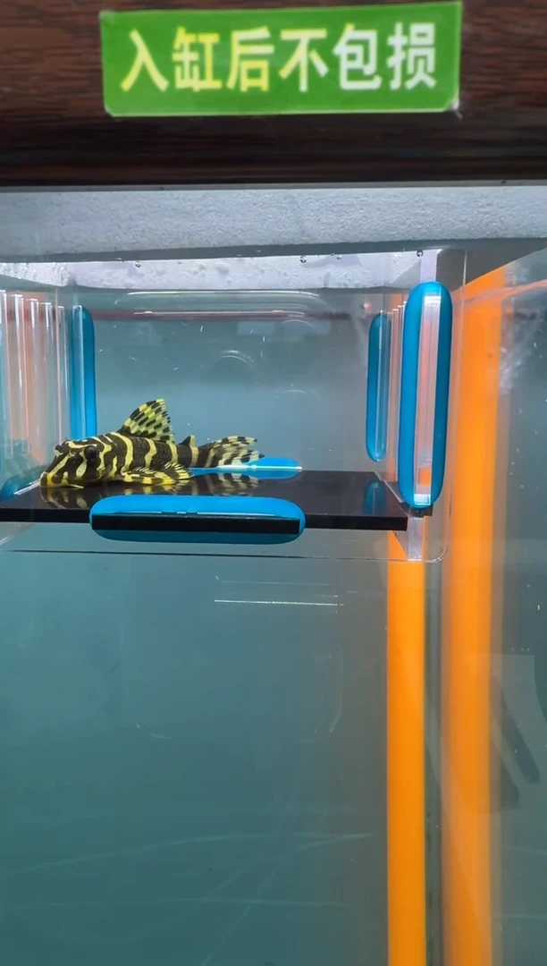 清道夫鱼010号134入缸不包损录制完整开箱视频6.4厘米