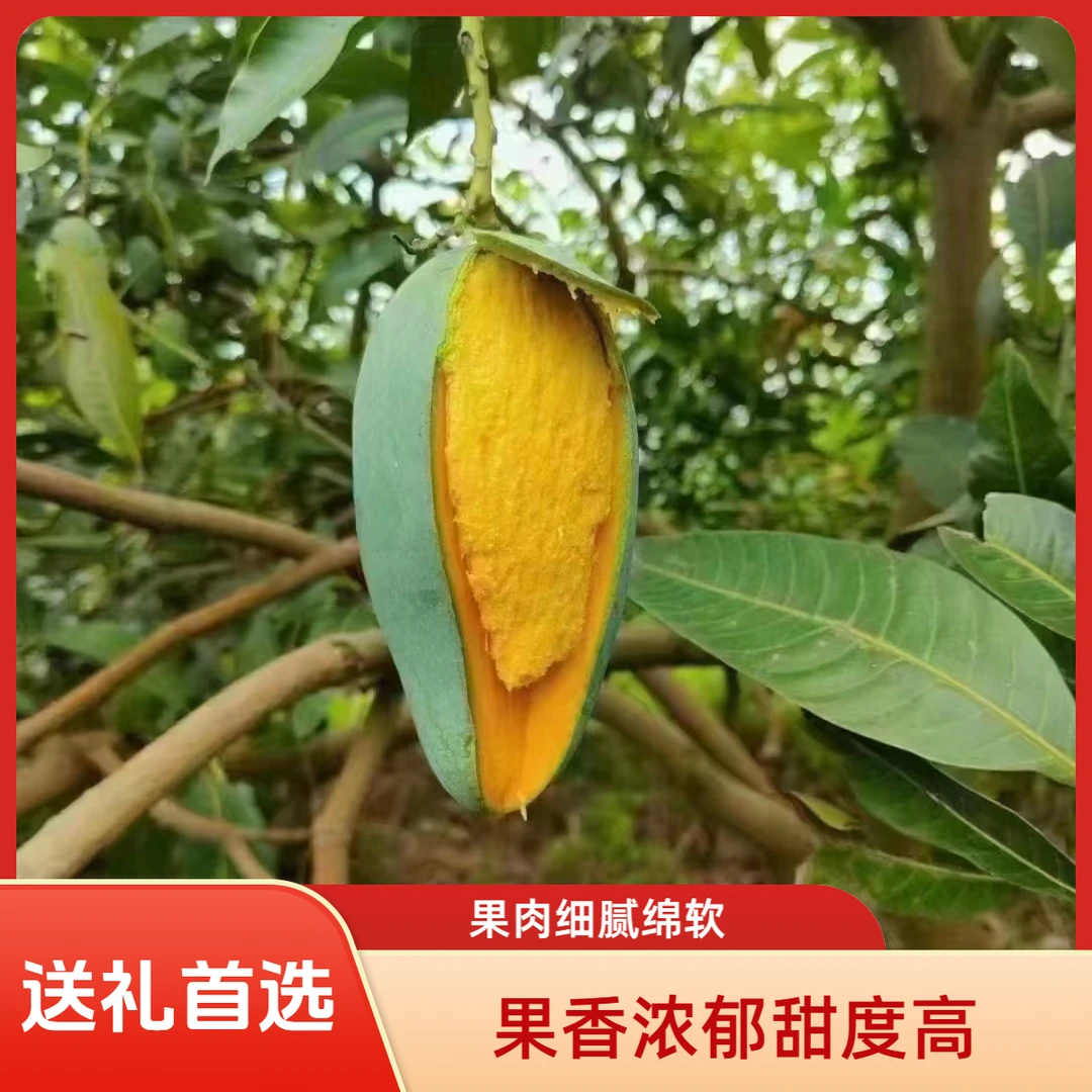 BaiseMango/百色芒果精品特级大桂七果独特浓郁果香果肉细腻