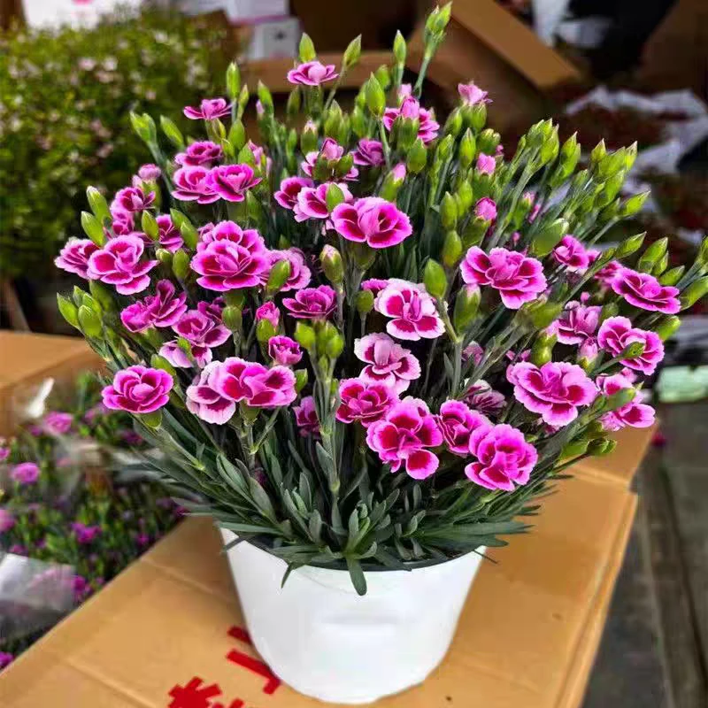 康乃馨盆栽花苗带花苞室内阳台庭院花卉绿植鲜花好养四季开花不断