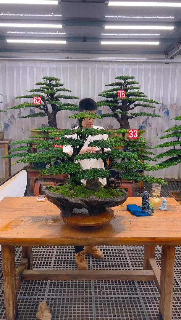 无花朵王精品盆景直播间一物一拍