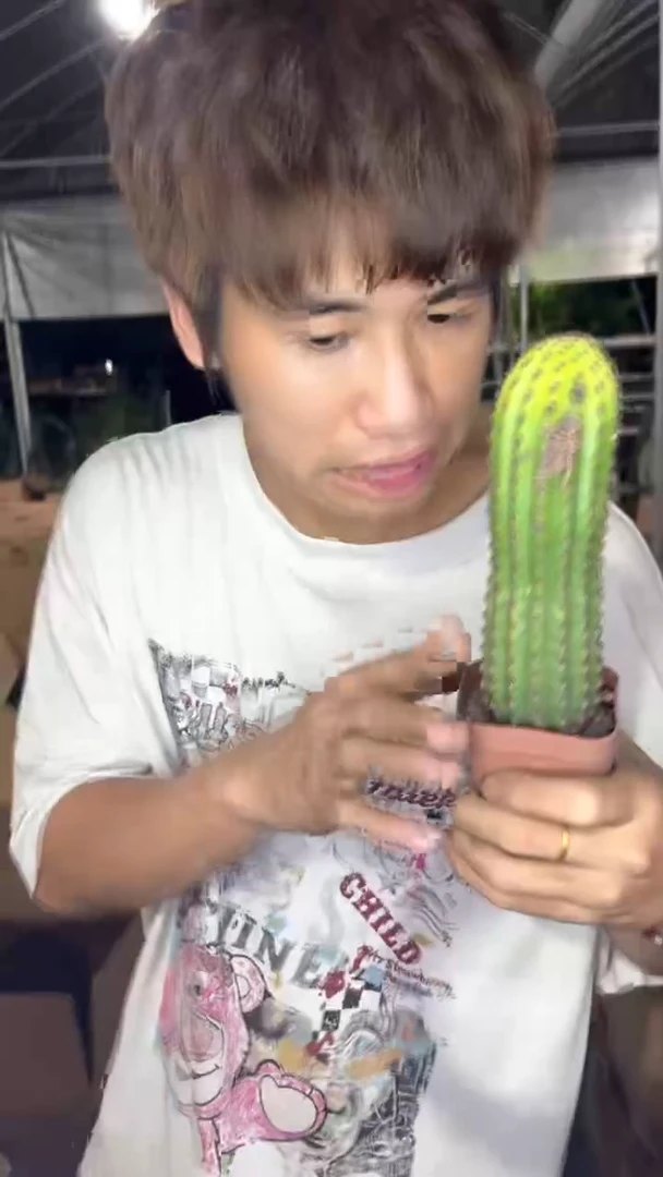 2颗 金四 毛花柱【带根】不指定带花苞