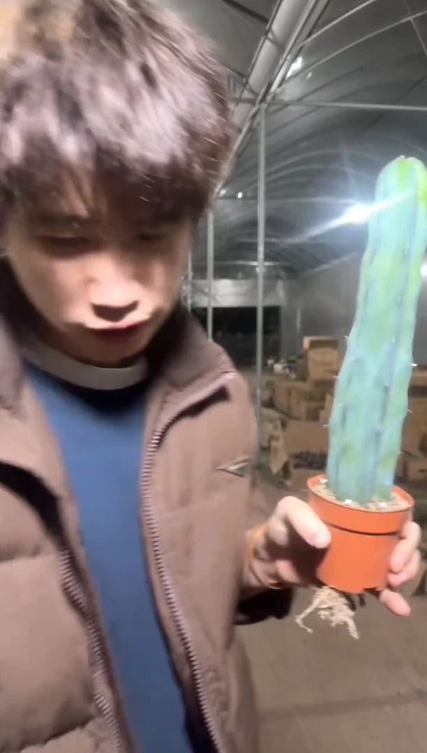 大单头 龙神木【带根】