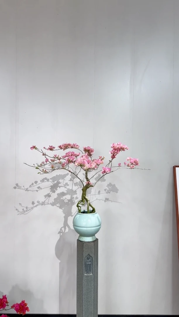【闪购商品】盆景五宝三角梅