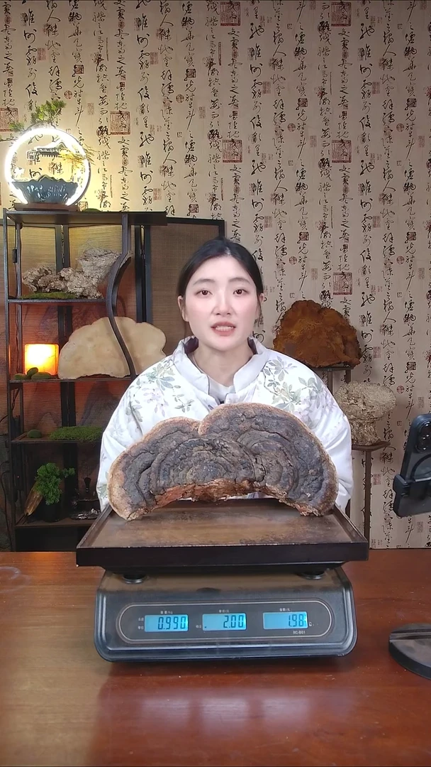 红缘拟层孔菌中国大陆【藏区野生】红缘树舌（1.98斤）20-30年份