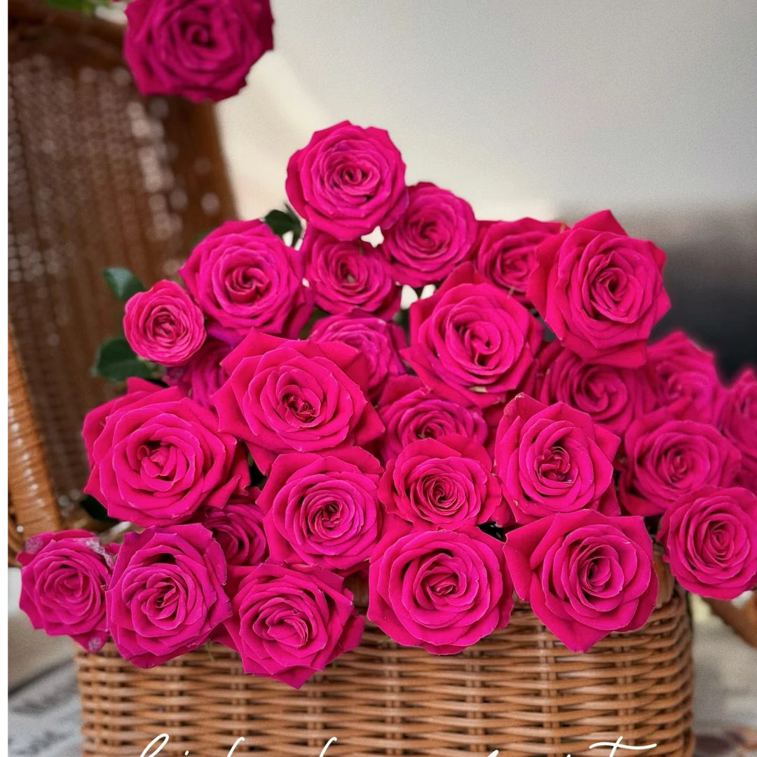 【粉色溜溜球】云南斗南基地现采现发品质好粉红溜溜球多头玫瑰10支