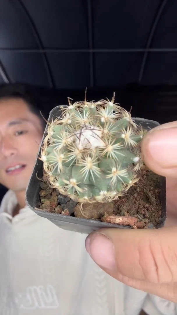 伊莎贝拉25.99