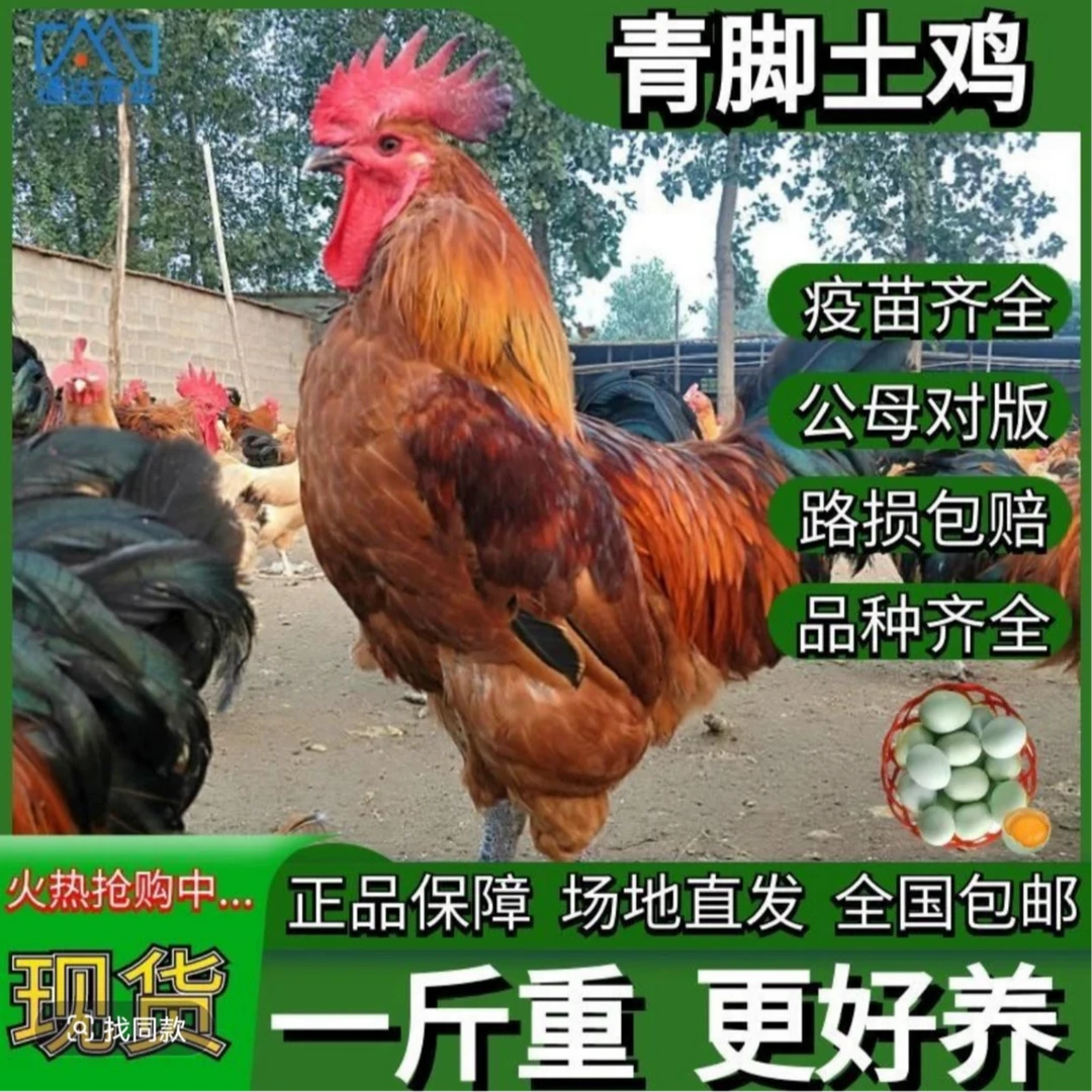 一斤发货青年黑脚土鸡宠物鸡产蛋鸡大红公鸡