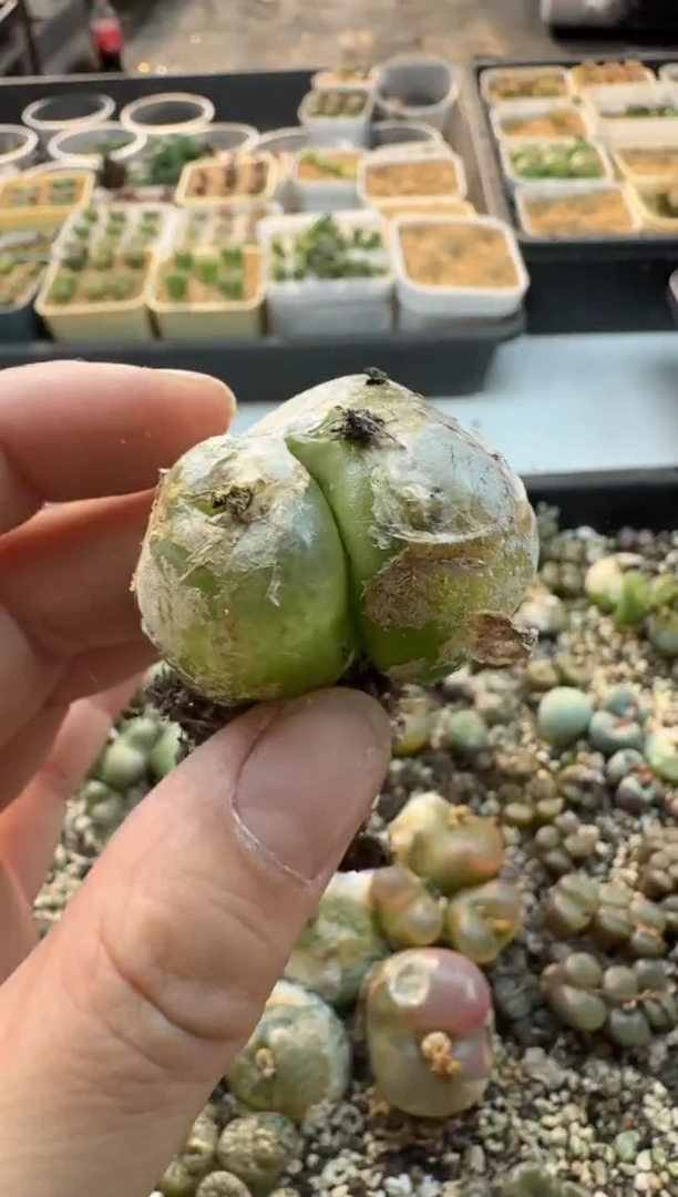 【闪购商品】17-402