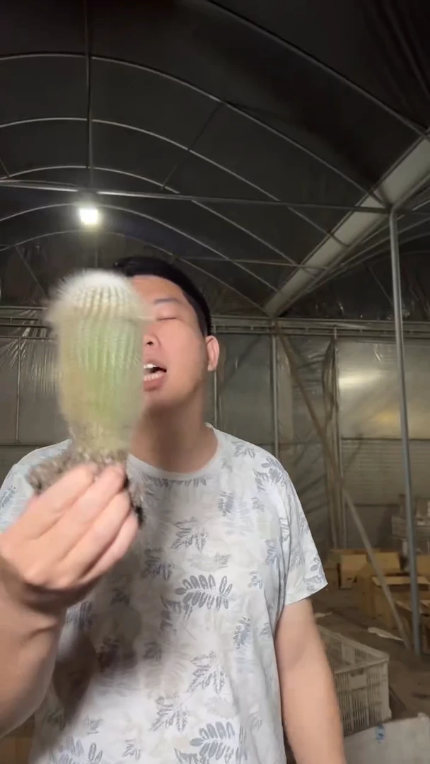 大单头 白小丁【实生根】