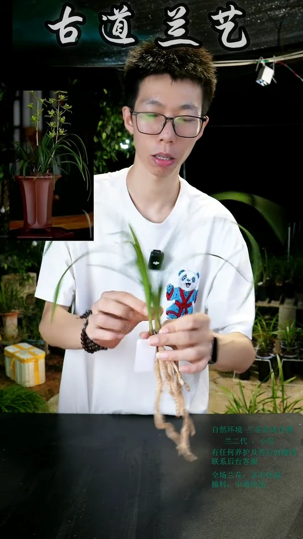 当前无花栽培后可以开花花*蕙兰绿牡丹（前垄单苗带芽）