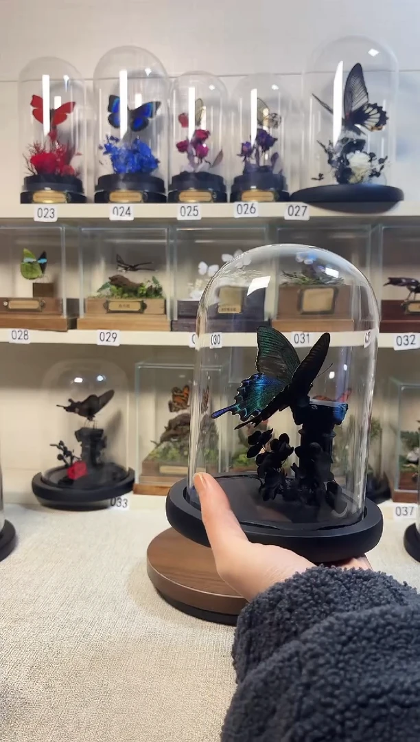 大自然真实的蝴蝶标本