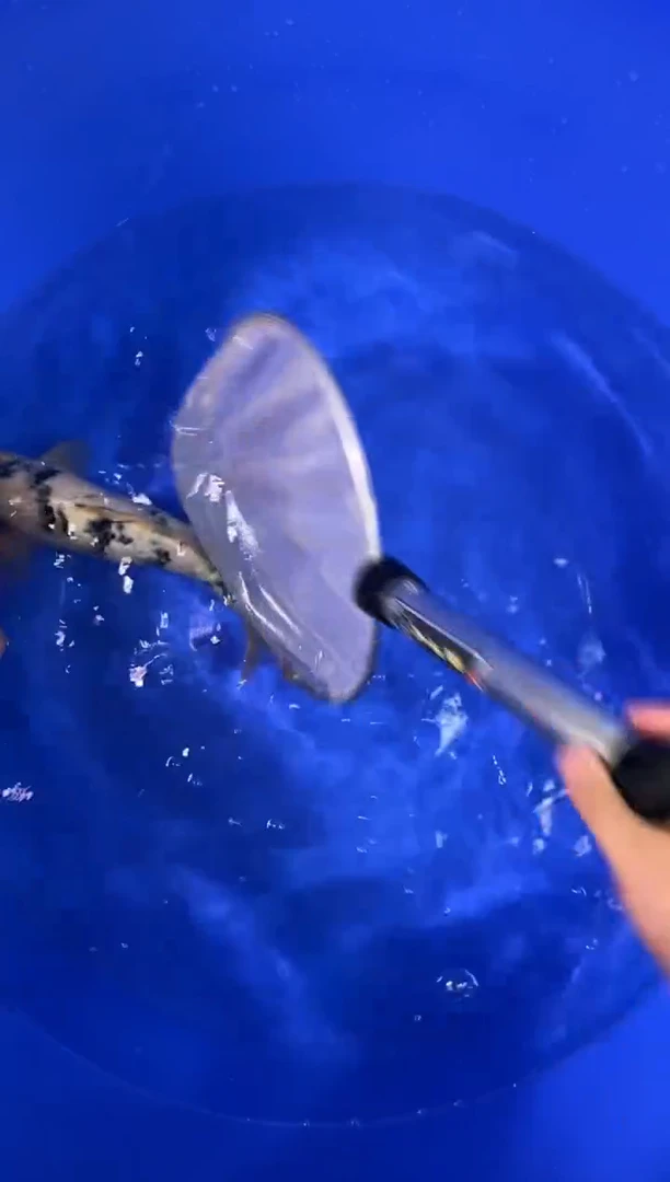 锦鲤商品鱼巴塞罗那小姐血统/顺丰到付不包邮