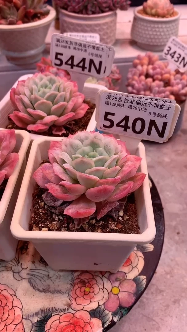 540N 带盆发（一物一拍，精品多肉，所见即所得 ）