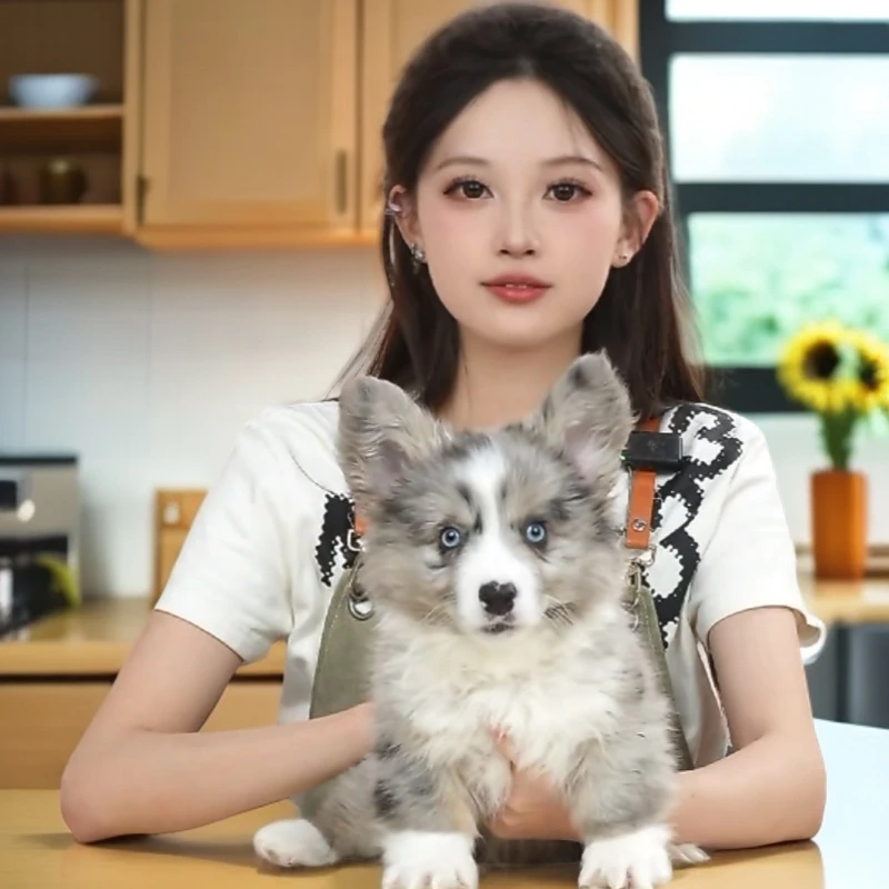 瓢总宠物冰川瓢总柯基大队陨石卡迪根柯基弟弟宠物活体狗狗