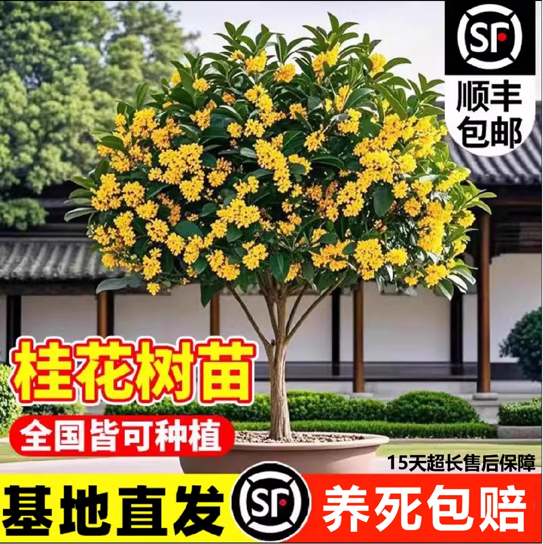 【顺丰包邮】四季桂花树带花苞盆栽月月桂阳台室内易活庭院花卉绿植