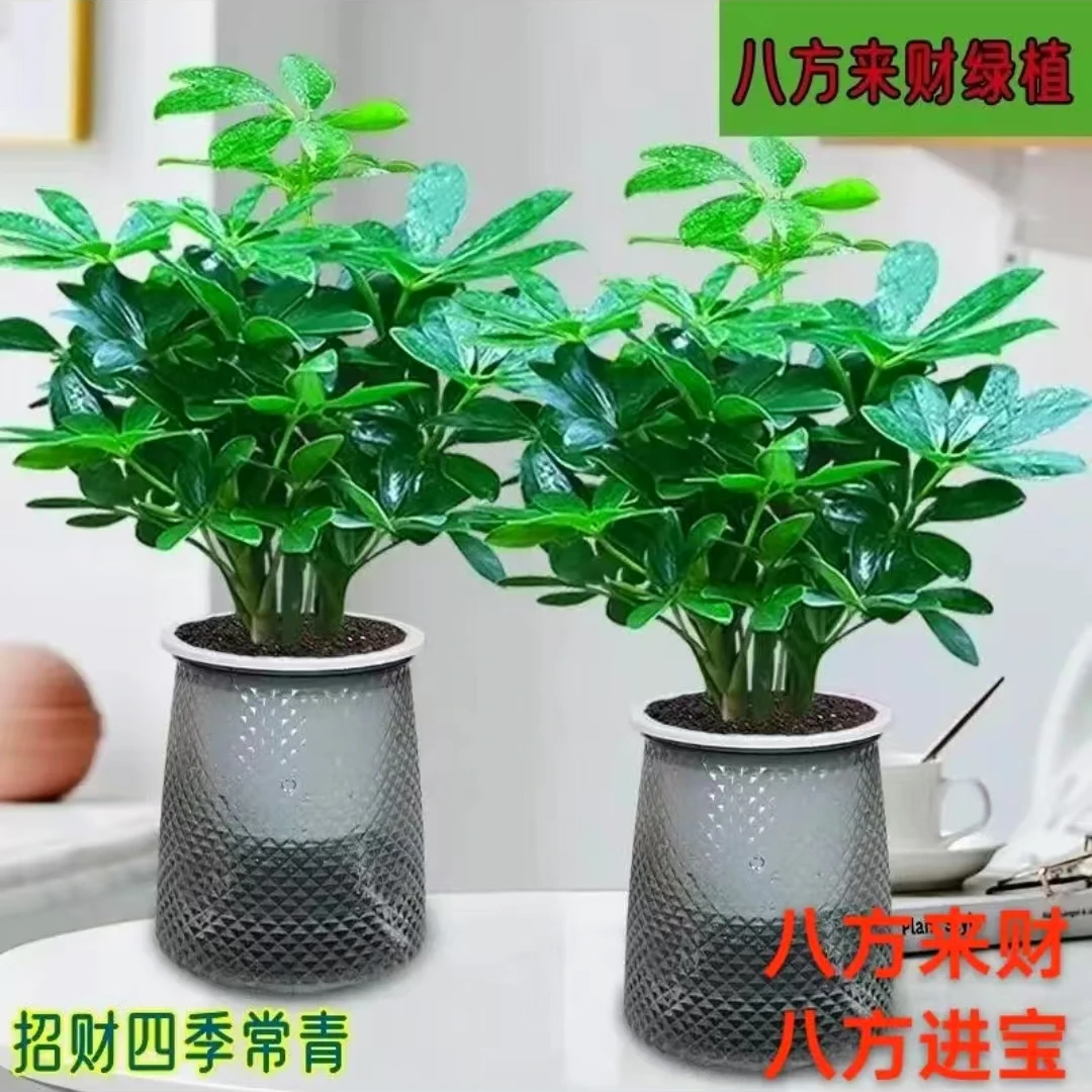 鸭脚木盆栽七叶莲四季好养易打理室内办公桌花卉水培植物桌面绿植