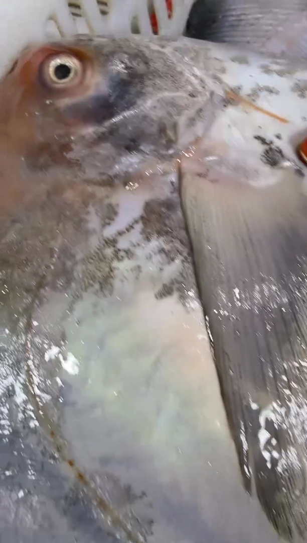 中国大陆小*潮虾111111111111