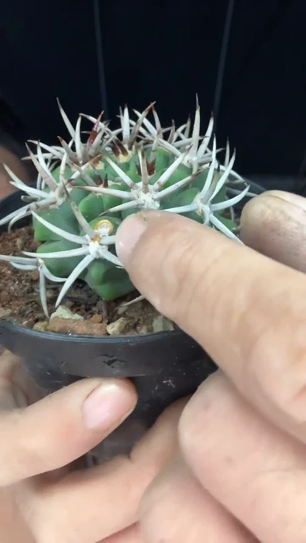 8-8号 有干疤       16.99