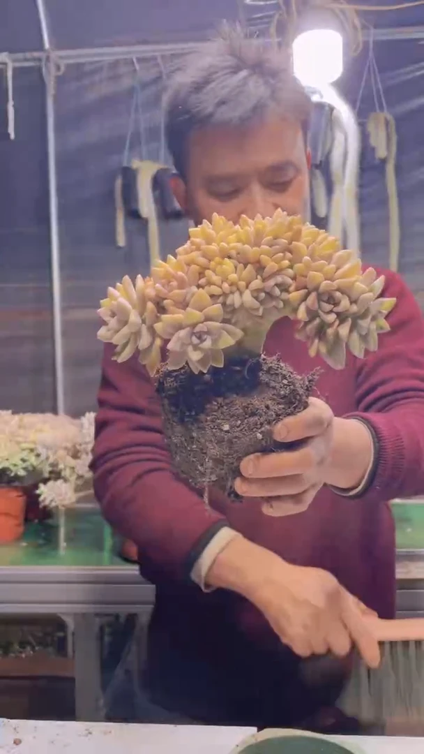 116淡雪缀化一物一拍