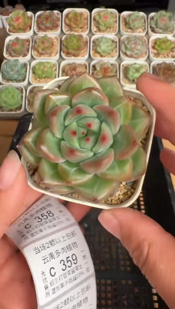 357带盆土发(6.5cm杯）一物一拍 珍妮多肉