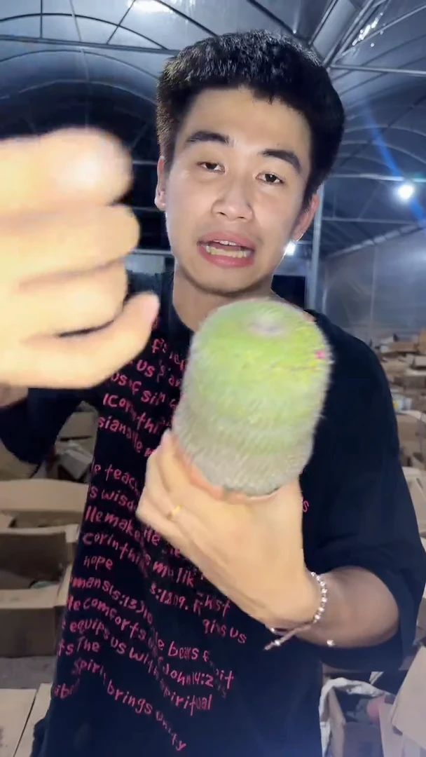 2颗 7-10cm 实生根 玉翁