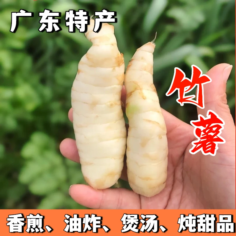 新鲜现挖广东特产竹薯冬粉薯竹芋煲汤香煎火锅清蒸食材配辣椒面