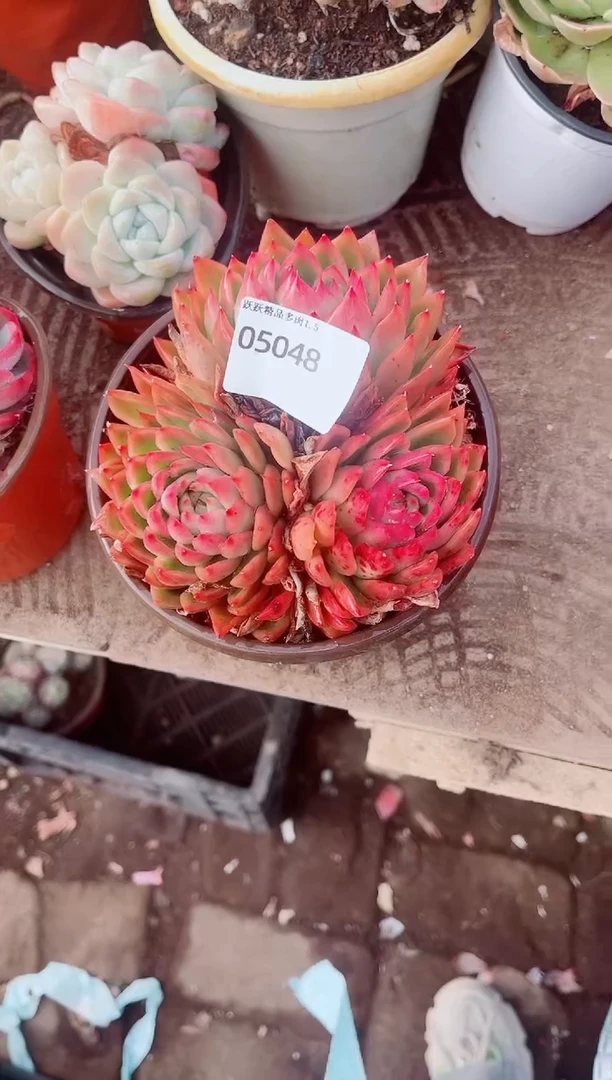 静*?跃跃精品多肉05048