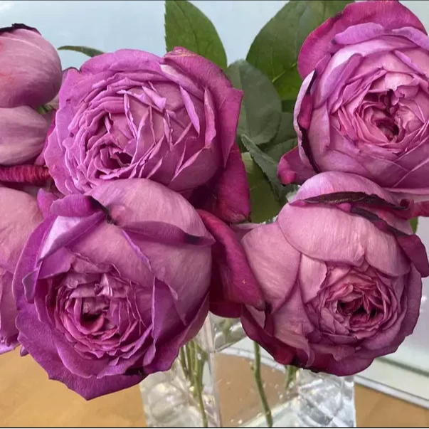 新品 伊芙布朗浓香大花多季灌木阳台花卉