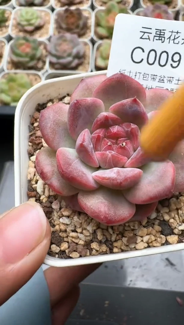091C云禹多肉植物 带盆土纸巾打包 3颗包邮