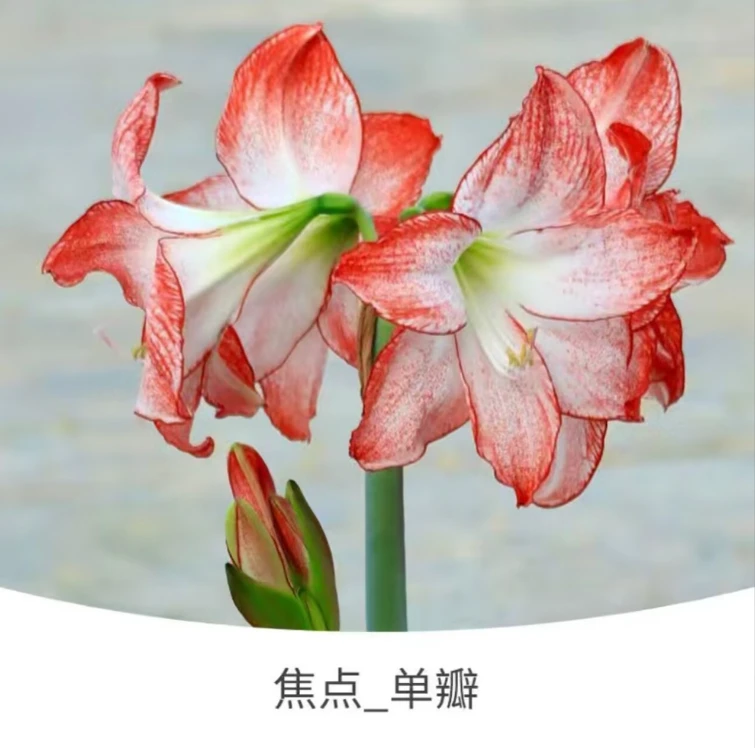 焦点）朱顶红种球6-8厘米