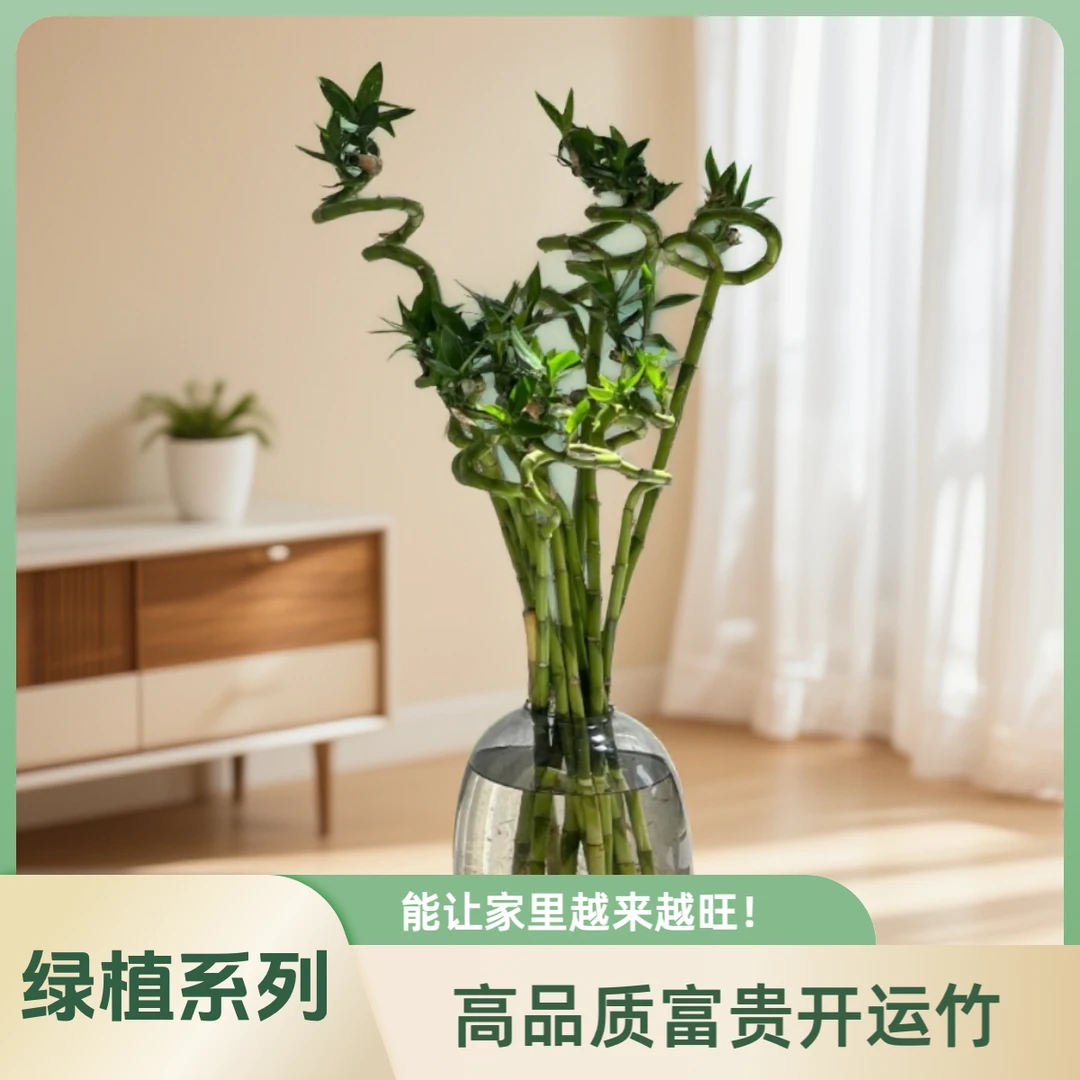 【AAA级开运竹】家里的富贵竹，越来越旺啦~名字吉祥、形态优雅