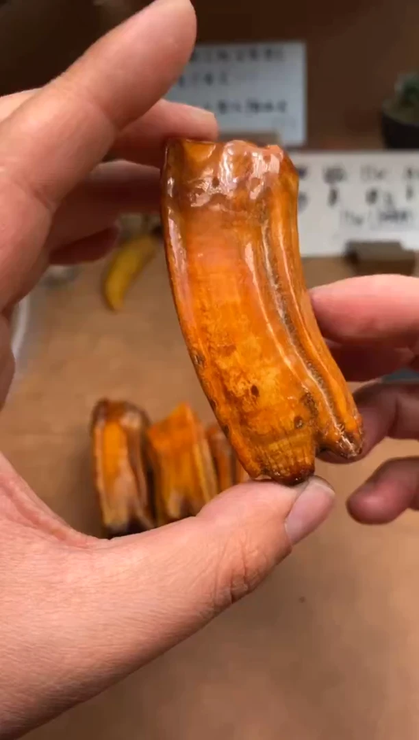 【闪购商品】牛骨其他P721-玉化马牙-瑕疵