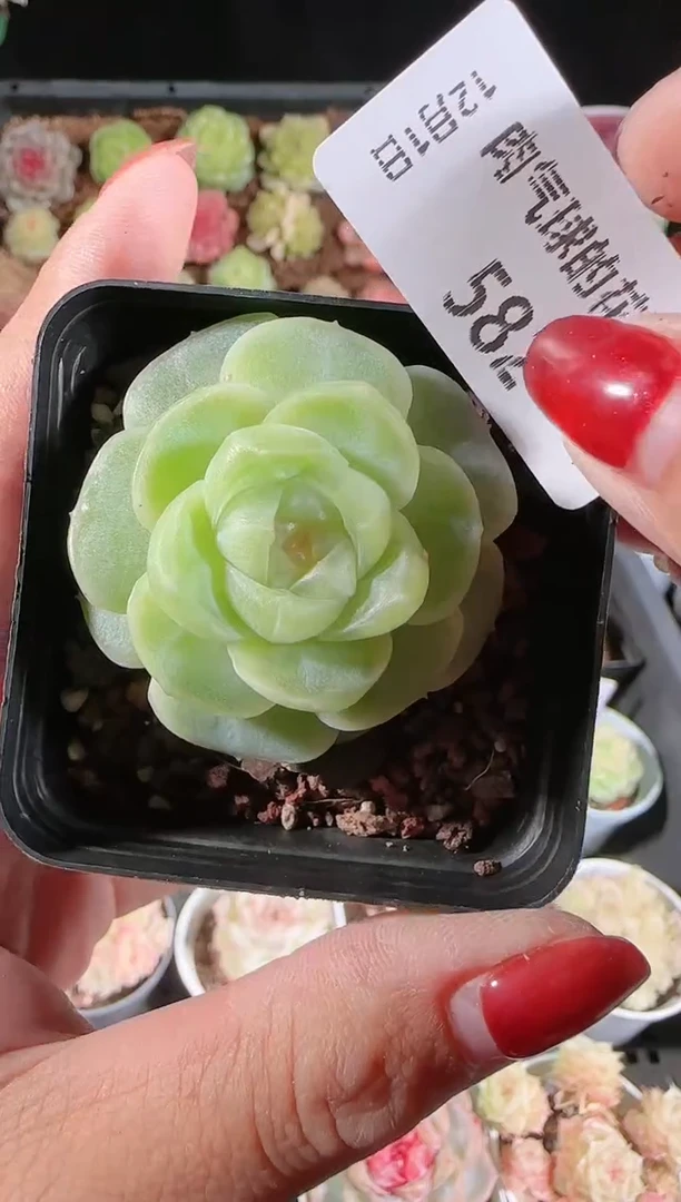 1201-582流光多肉群生不包整