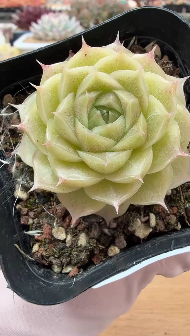 东云多肉园二店-66