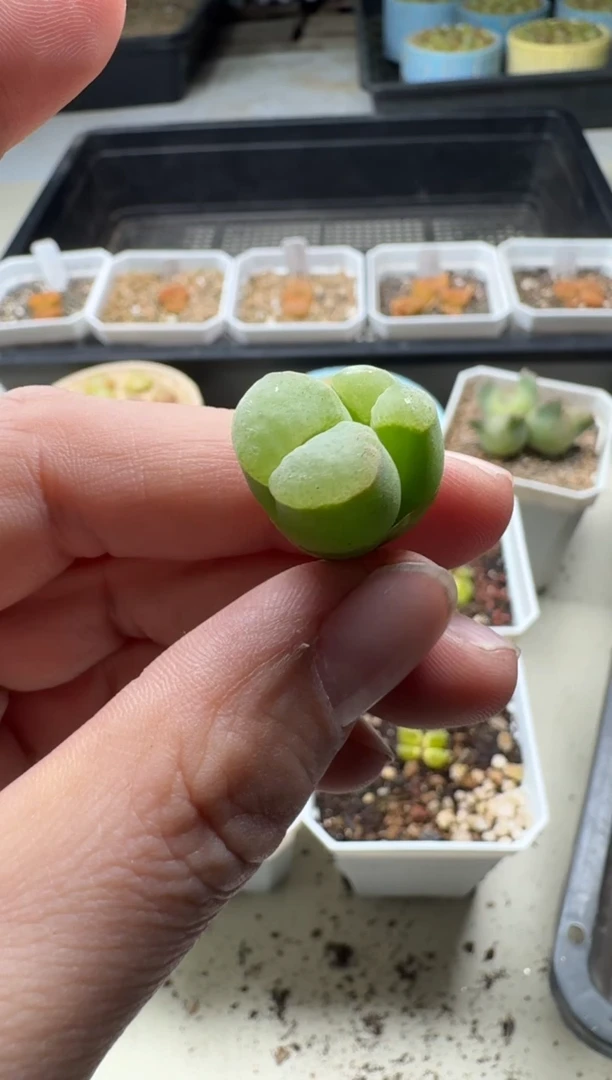 【闪购商品】15-188