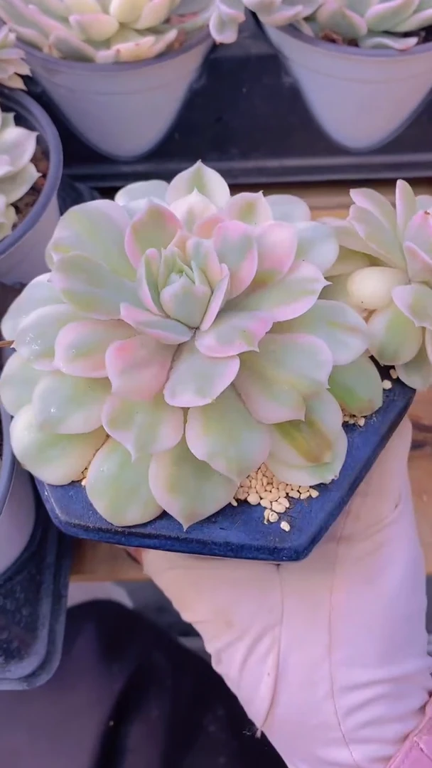 D392-昂斯诺锦大母本单头10cm脱土发（量拍）