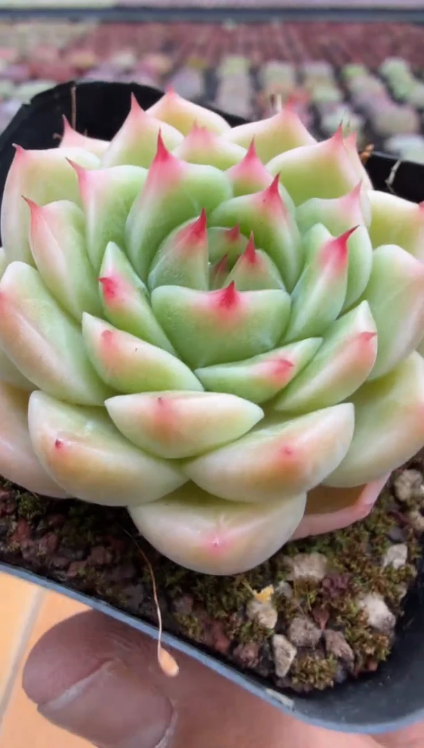 东云多肉园二店-264